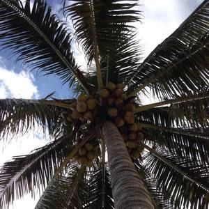 Meet your Posher, Joy